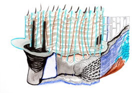 366 drawings by Sophia Tabatadze