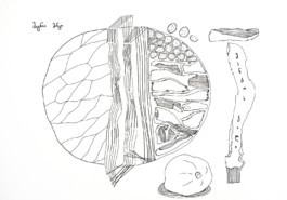 366 drawings by Sophia Tabatadze