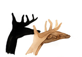 366 drawings by Sophia Tabatadze