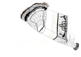 366 drawings by Sophia Tabatadze