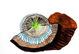 366 drawings by Sophia Tabatadze